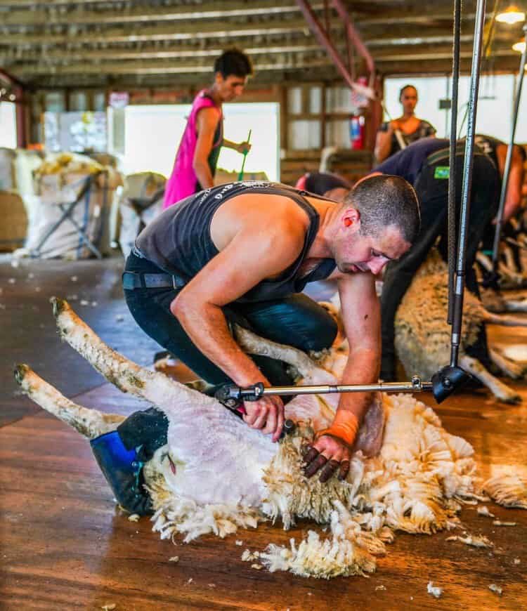 Can-Am supports Oxfordshire farmer in attempt at nine-hour British lamb shearing record