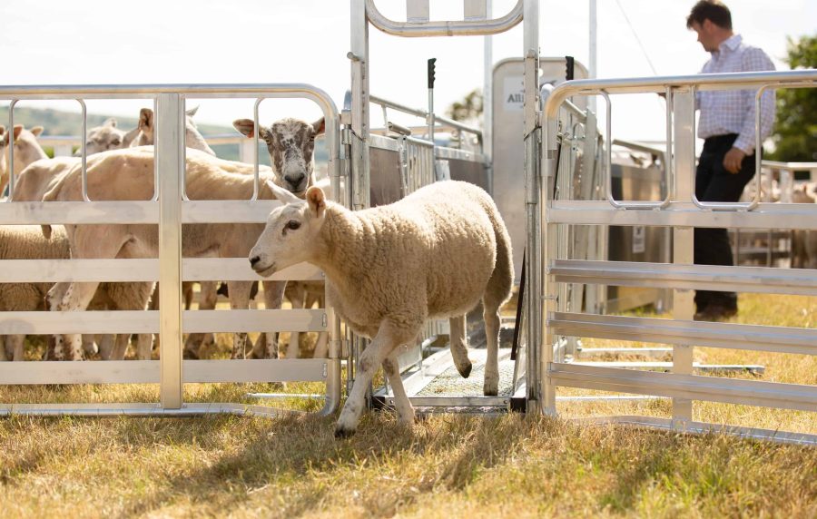 New Alligator system makes handling and treating large groups of sheep a snap